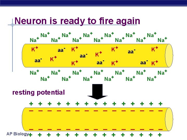 Neuron is ready to fire again Na+ Na+ K+ aa- aa. Na+ Na+ K+