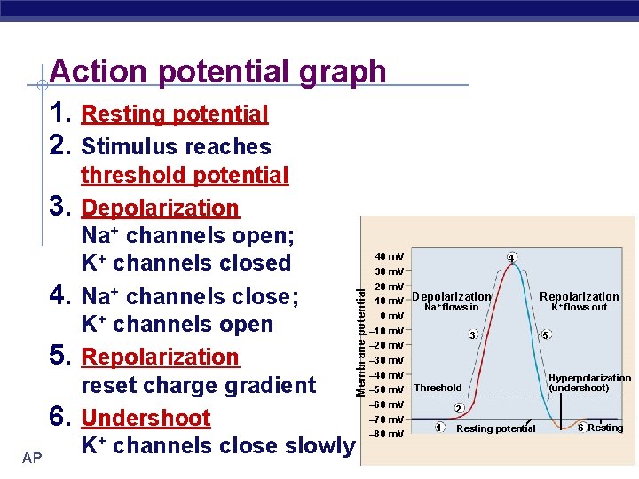 Action potential graph 1. Resting potential 2. Stimulus reaches Membrane potential threshold potential 3.