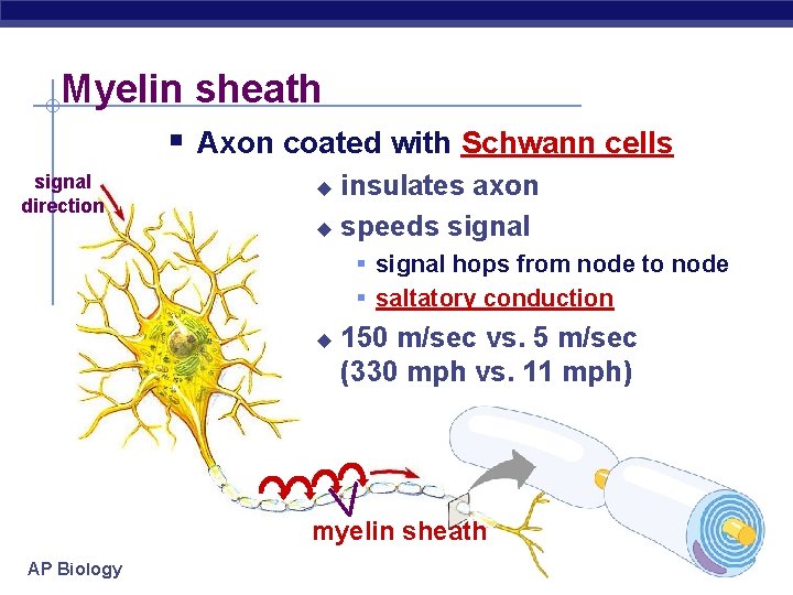 Myelin sheath § Axon coated with Schwann cells signal direction insulates axon u speeds