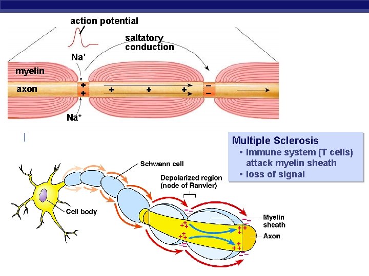 action potential saltatory conduction Na+ myelin axon + + + – – Na+ Multiple