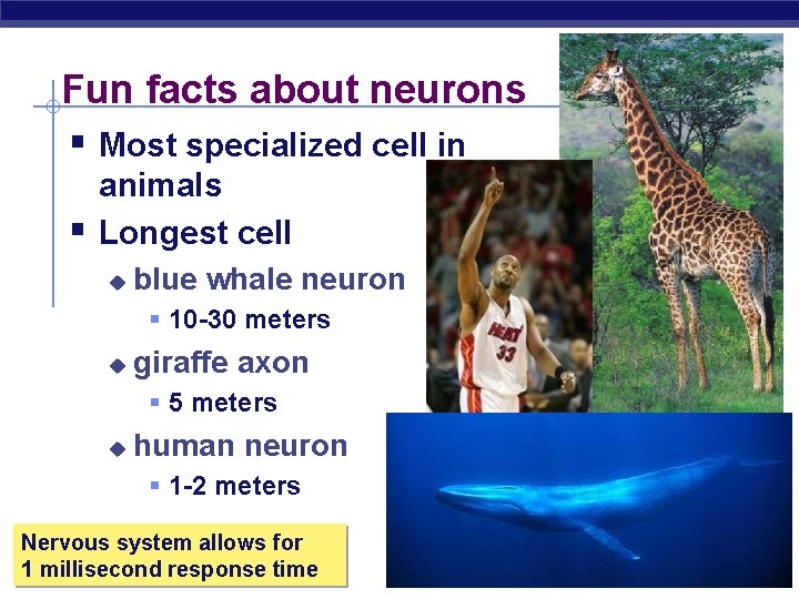 Fun facts about neurons § Most specialized cell in § animals Longest cell u