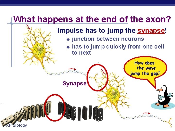 What happens at the end of the axon? Impulse has to jump the synapse!