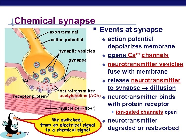 Chemical synapse axon terminal § Events at synapse action potential u synaptic vesicles synapse