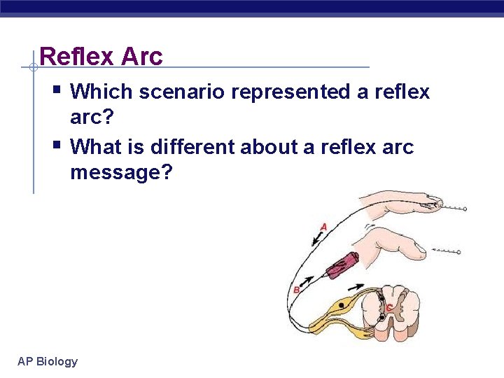 Reflex Arc § Which scenario represented a reflex § arc? What is different about