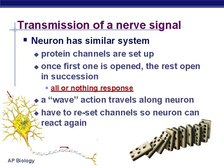 Transmission of a nerve signal § Neuron has similar system protein channels are set