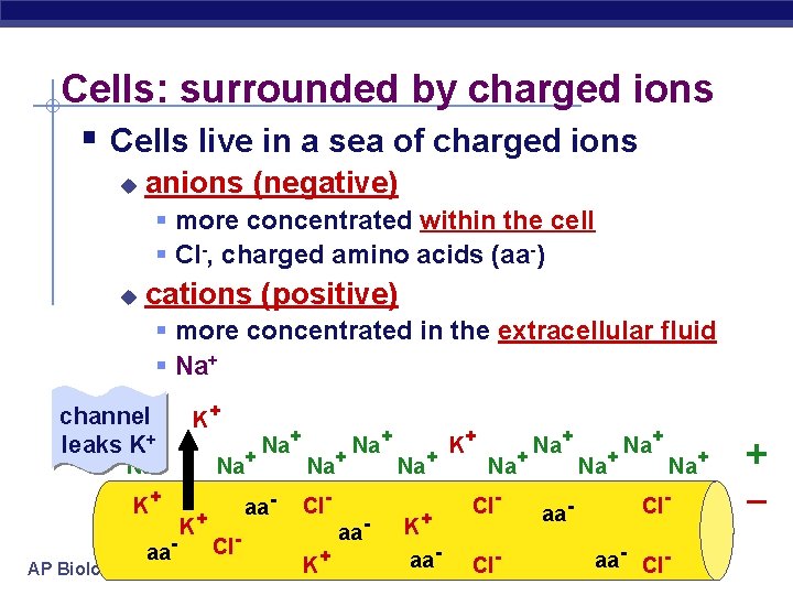 Cells: surrounded by charged ions § Cells live in a sea of charged ions