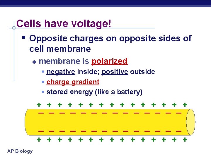 Cells have voltage! § Opposite charges on opposite sides of cell membrane u membrane