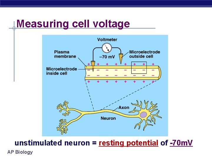 Measuring cell voltage unstimulated neuron = resting potential of -70 m. V AP Biology