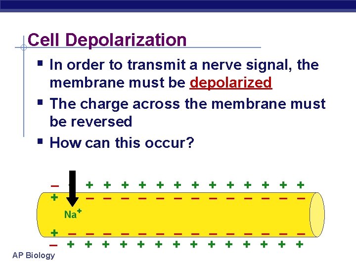 Cell Depolarization § In order to transmit a nerve signal, the § § membrane