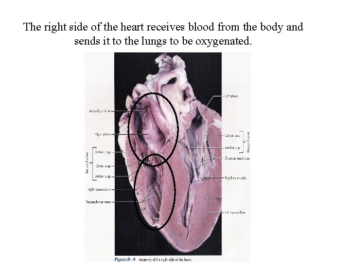 The right side of the heart receives blood from the body and sends it