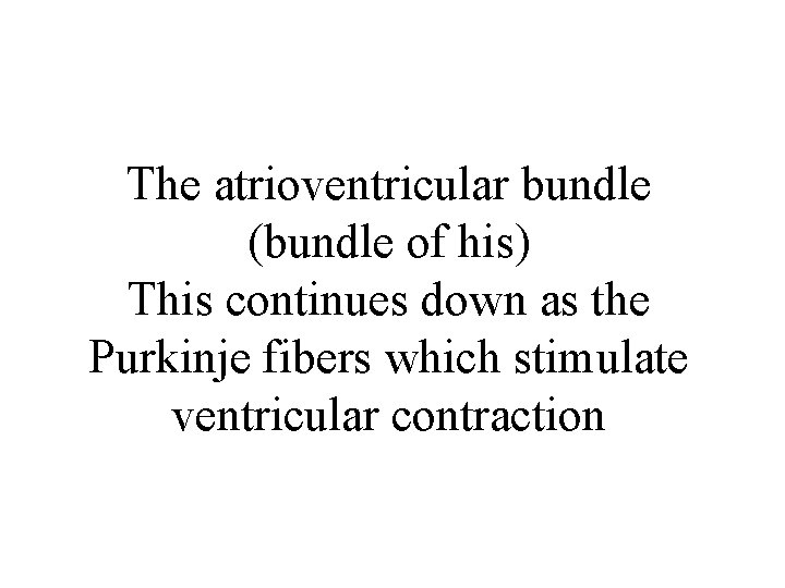 The atrioventricular bundle (bundle of his) This continues down as the Purkinje fibers which