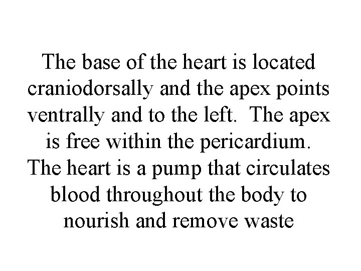 The base of the heart is located craniodorsally and the apex points ventrally and