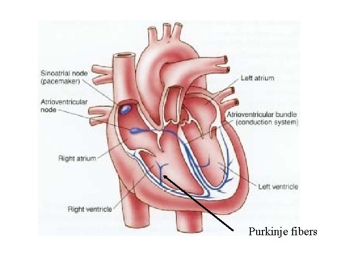 Purkinje fibers 