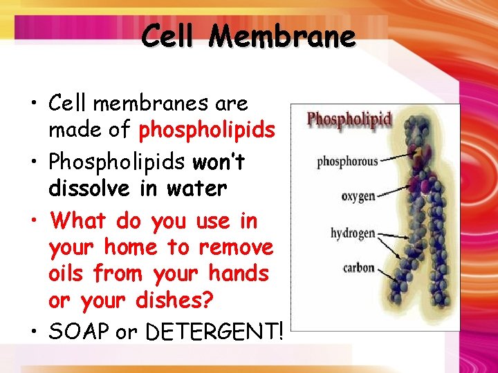 Cell Membrane • Cell membranes are made of phospholipids • Phospholipids won’t dissolve in