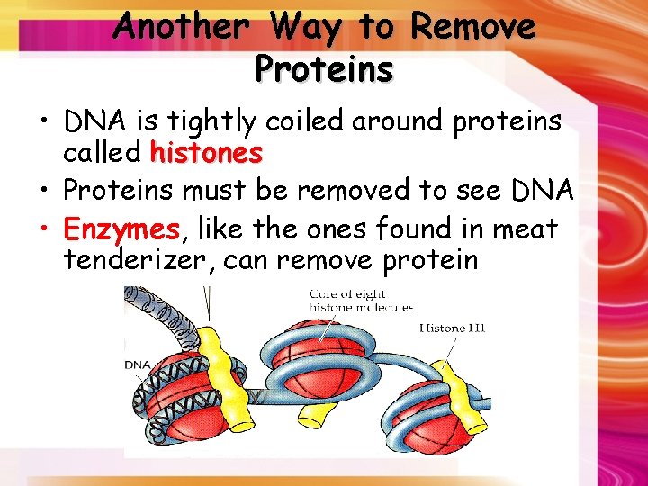 Another Way to Remove Proteins • DNA is tightly coiled around proteins called histones