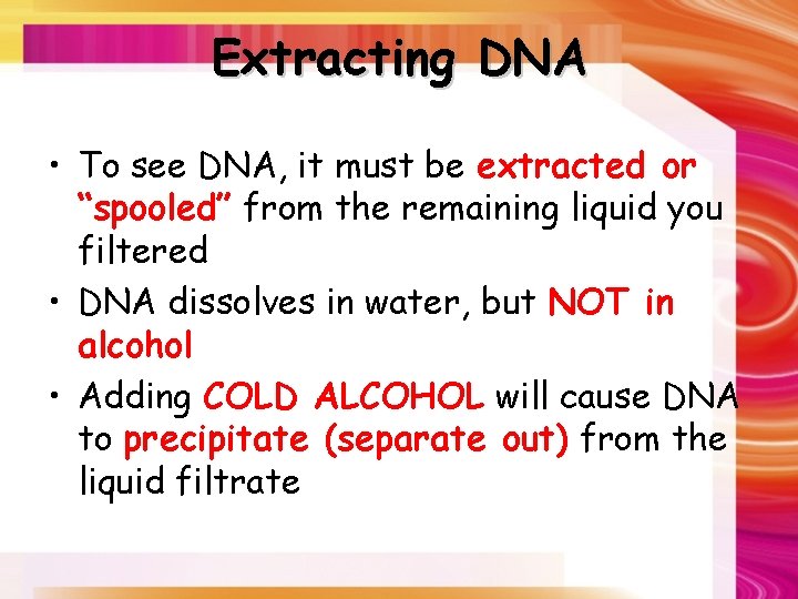 Extracting DNA • To see DNA, it must be extracted or “spooled” from the