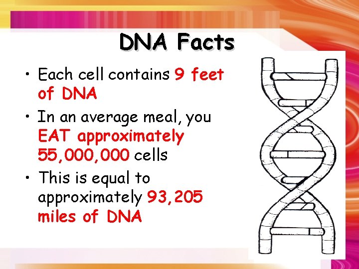 DNA Facts • Each cell contains 9 feet of DNA • In an average