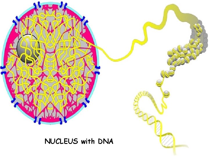 NUCLEUS with DNA 