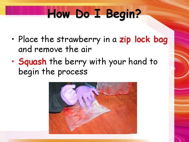 How Do I Begin? • Place the strawberry in a zip lock bag and