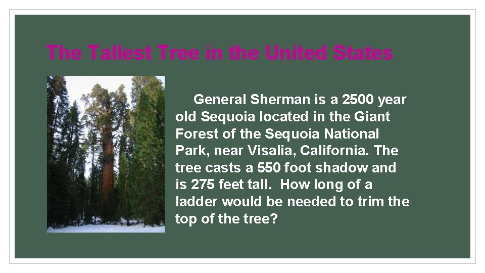 The Tallest Tree in the United States General Sherman is a 2500 year old