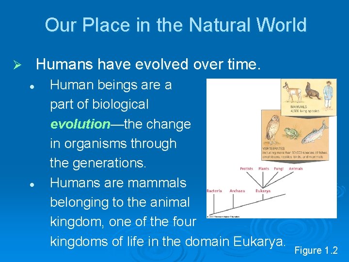 Our Place in the Natural World Humans have evolved over time. Ø l l