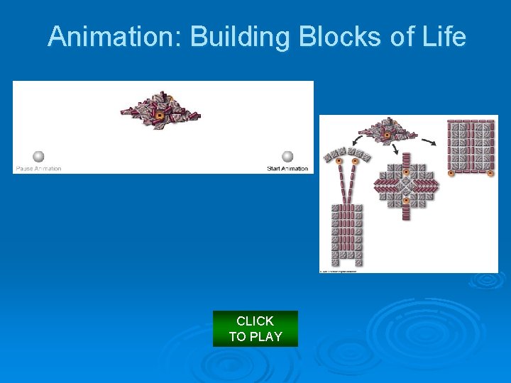 Animation: Building Blocks of Life CLICK TO PLAY 