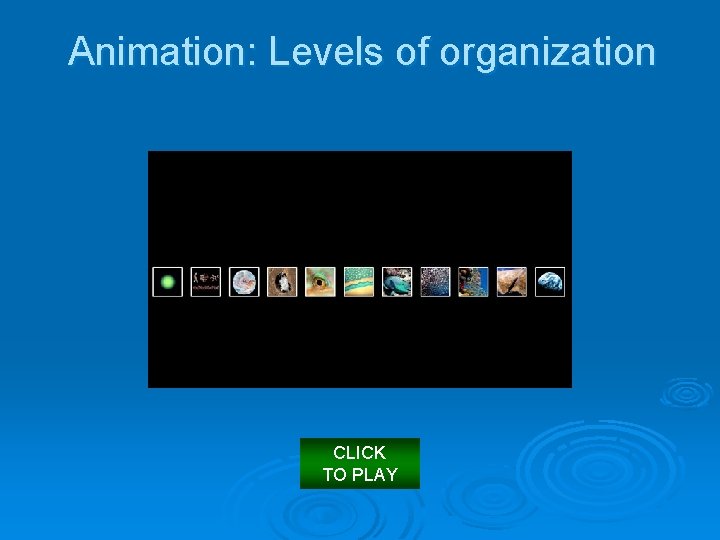 Animation: Levels of organization CLICK TO PLAY 