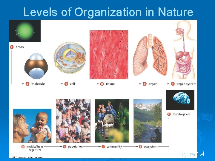 Levels of Organization in Nature Figure 1. 4 