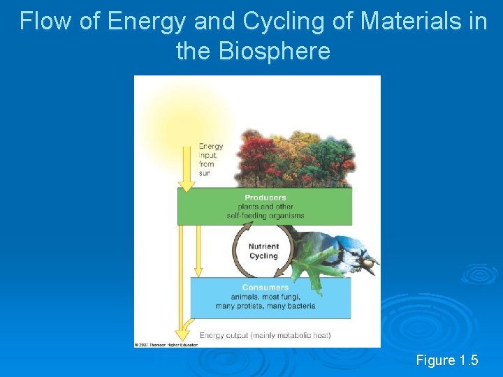 Flow of Energy and Cycling of Materials in the Biosphere Figure 1. 5 