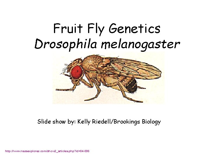 Fruit Fly Genetics Drosophila melanogaster Slide show by: Kelly Riedell/Brookings Biology http: //www. nasaexplores.