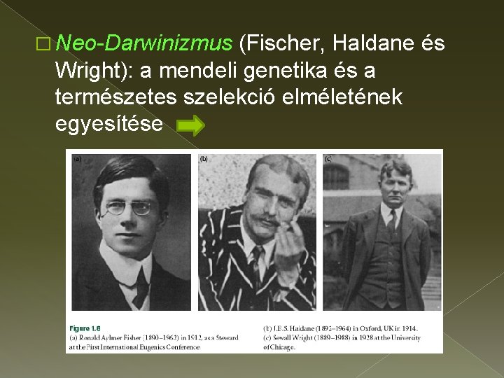 � Neo-Darwinizmus (Fischer, Haldane és Wright): a mendeli genetika és a természetes szelekció elméletének