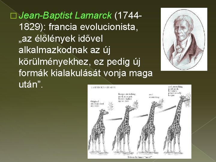 � Jean-Baptist Lamarck (17441829): francia evolucionista, „az élőlények idővel alkalmazkodnak az új körülményekhez, ez