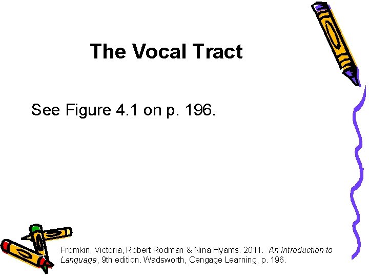 The Vocal Tract See Figure 4. 1 on p. 196. Fromkin, Victoria, Robert Rodman