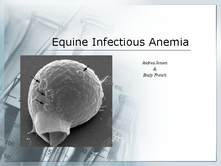 Equine Infectious Anemia Andrea Jensen & Emily French 