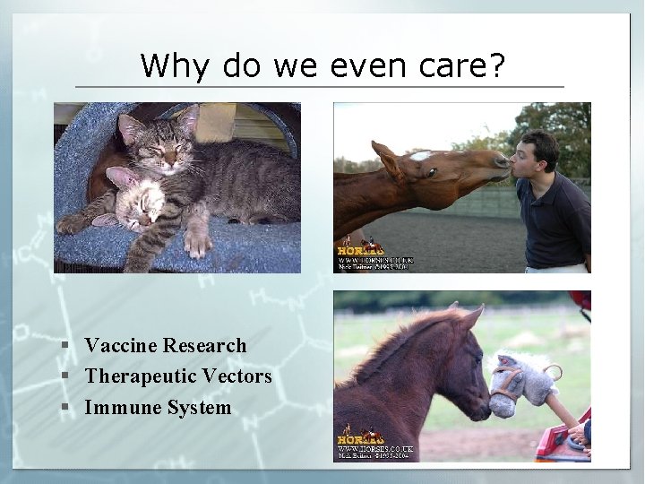 Why do we even care? § Vaccine Research § Therapeutic Vectors § Immune System