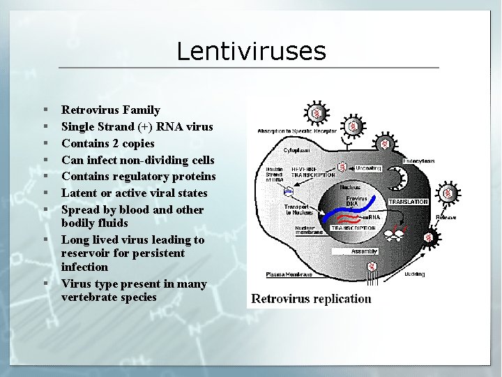 Lentiviruses § § § § § Retrovirus Family Single Strand (+) RNA virus Contains