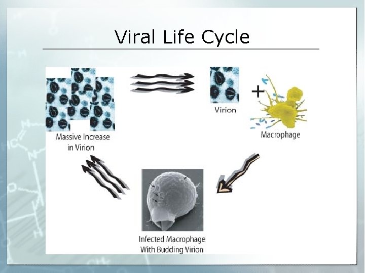 Viral Life Cycle 