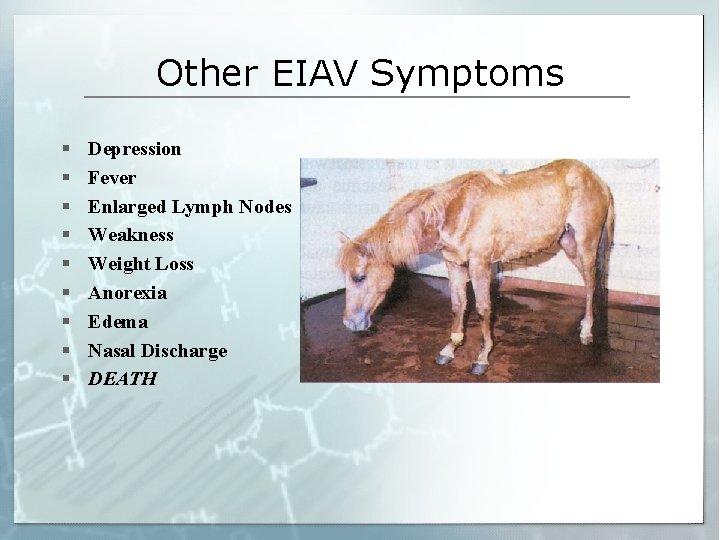 Other EIAV Symptoms § § § § § Depression Fever Enlarged Lymph Nodes Weakness