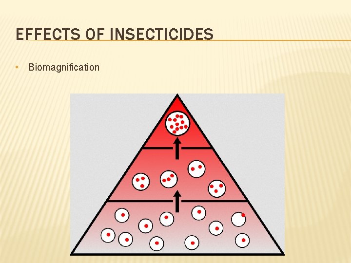 EFFECTS OF INSECTICIDES • Biomagnification 