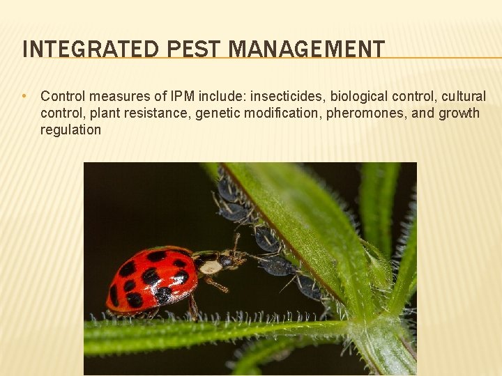 INTEGRATED PEST MANAGEMENT • Control measures of IPM include: insecticides, biological control, cultural control,