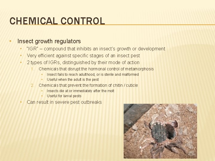 CHEMICAL CONTROL • Insect growth regulators • • • “IGR” – compound that inhibits