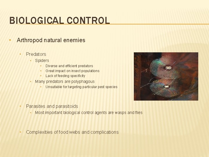 BIOLOGICAL CONTROL • Arthropod natural enemies • Predators • Spiders • • • Diverse