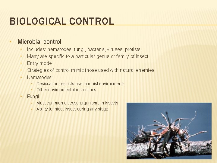 BIOLOGICAL CONTROL • Microbial control • • • Includes: nematodes, fungi, bacteria, viruses, protists