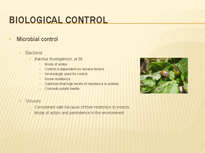 BIOLOGICAL CONTROL • Microbial control • Bacteria • Bacillus thuringiensis, or Bt • •