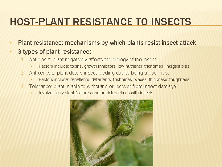 HOST-PLANT RESISTANCE TO INSECTS • Plant resistance: mechanisms by which plants resist insect attack