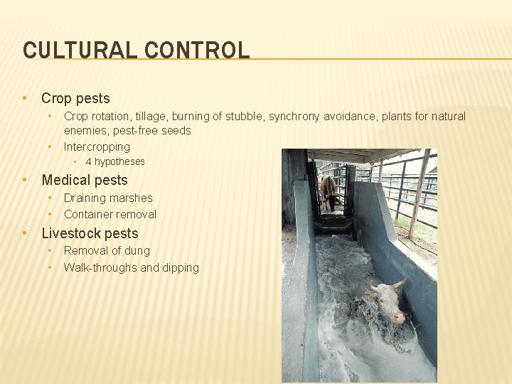CULTURAL CONTROL • Crop pests • • Crop rotation, tillage, burning of stubble, synchrony