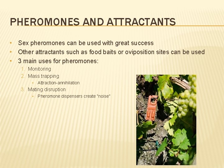 PHEROMONES AND ATTRACTANTS • Sex pheromones can be used with great success • Other