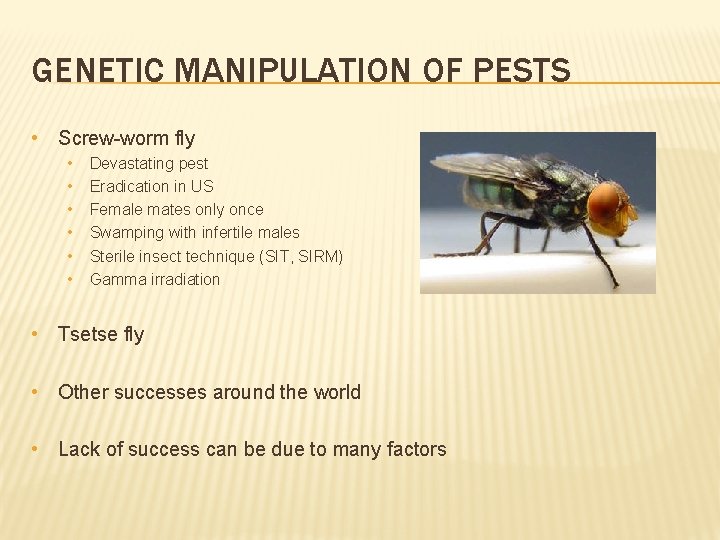 GENETIC MANIPULATION OF PESTS • Screw-worm fly • • • Devastating pest Eradication in