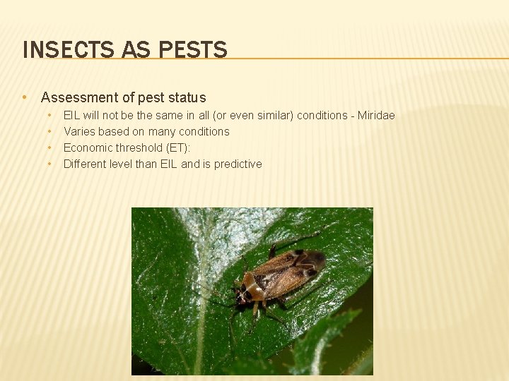 INSECTS AS PESTS • Assessment of pest status • • EIL will not be