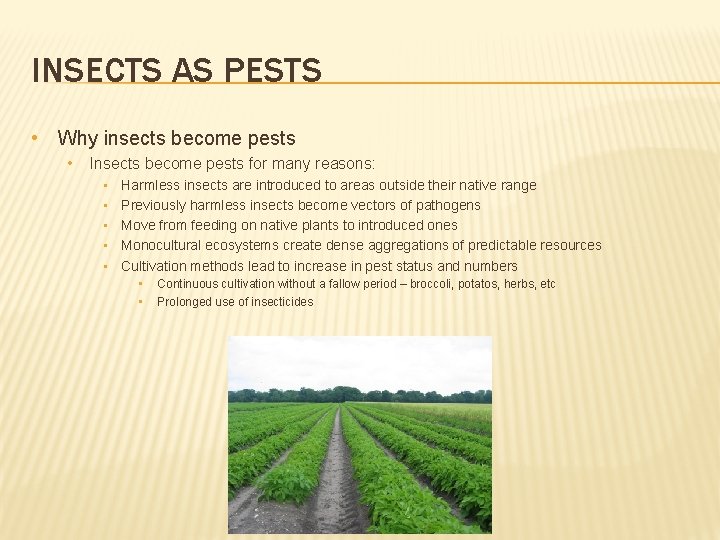 INSECTS AS PESTS • Why insects become pests • Insects become pests for many